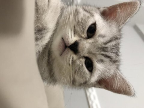 Dişi yavru british shorthair