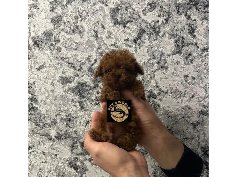 Pets world güvencesiyle orijinal toy poodle yavrularımız