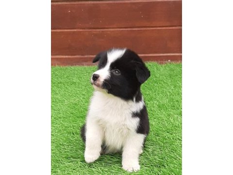Birinci sınıf border collie yavruları 