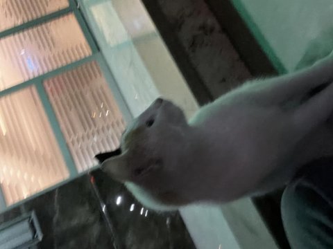 Kedimizi sahiplendirme ilanı kayseri