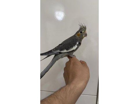 Sultan papağanı sahiplendirilecek
