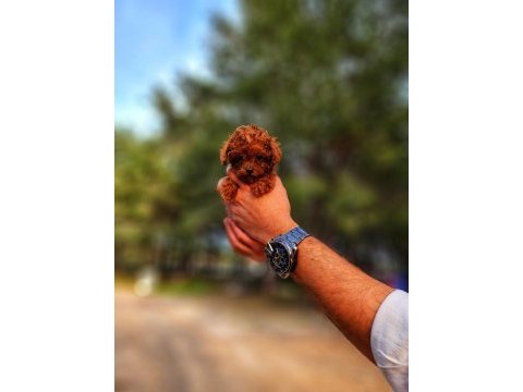 Bir şey yazmaya gerek yok sanırım poodle