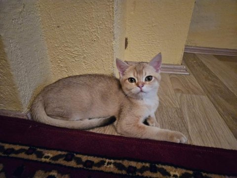British golden short hair yavrumuz yeni yuvasını arıyor