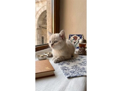 British yavrularımız yeni yuvasını arıyor