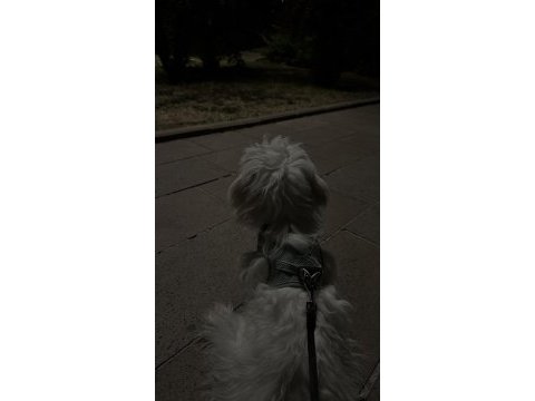 Acil sahiplendirme maltipoo köpeği