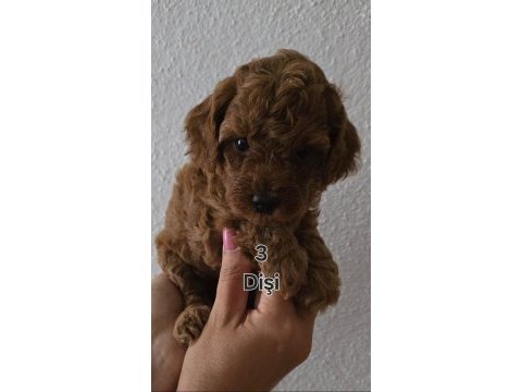 Yavru top poodle sağlık ve ırk garantilidir