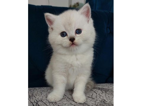 Safkan full şecereli british