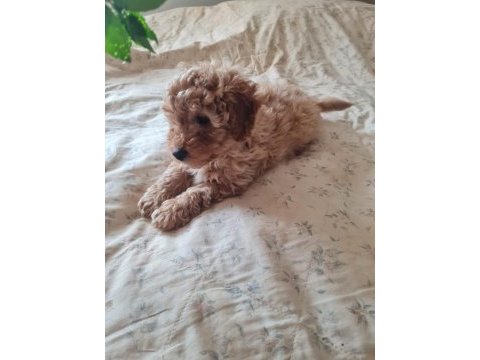 Apricot renk poodle