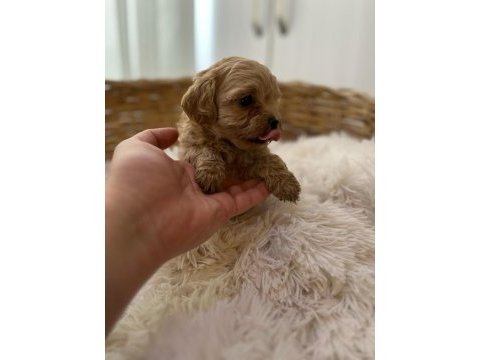 Teacup poodle bebekler 