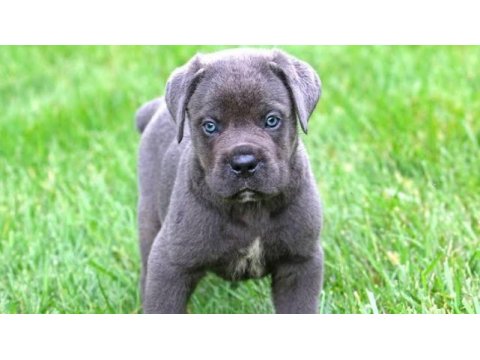 Estetikli dişi blue cane corso yavrular kapıda ödeme 