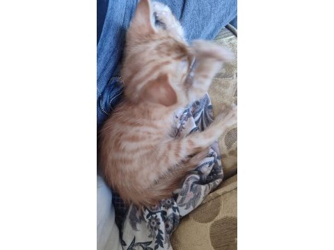 2 aylık çok şirin yavru ev kedileri