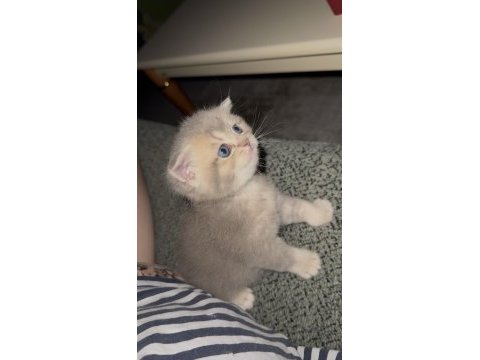 British shorthair prensesimiz yuvasını arıyor