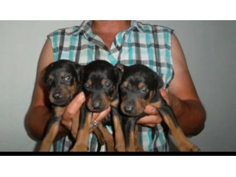 Harika kalitede doberman yavruları