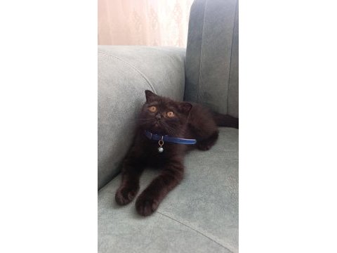 Scottish fold yavrusu