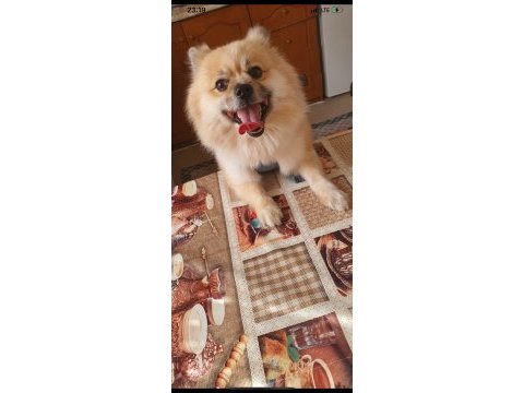 Pomeranian spitz