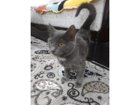 3 aylık dişi tatlı yavru kedimiz
