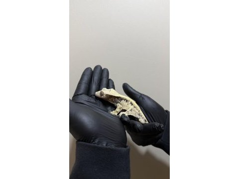 Yetıskın crested geckolar