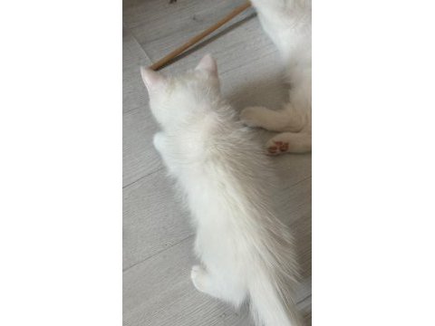 Güzeller güzeli british shorthair dişi