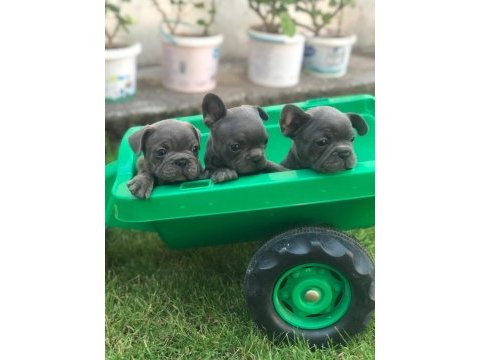 3 blue erkek blue french bulldog