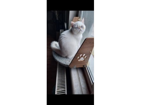 Erkek exotic shorthair