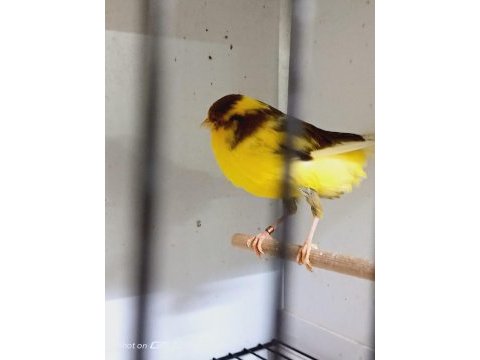 Sahibinden farklı ırklardan ötüm kanaryaları