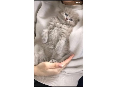 Uzun tüylü scottish fold