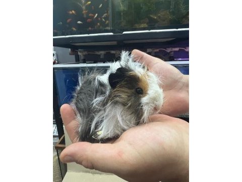 Guinea pig yavrularımız adrese teslim