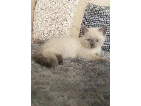 British shorthair yavrular