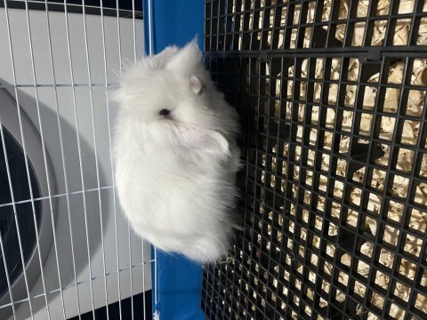 Hollanda lop tavşan