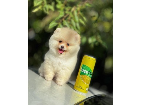 Show kalite pomeranian yavrular