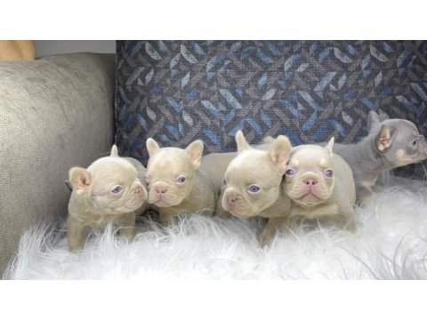 Renkli gözlü ev ortamında bakılan french bulldog yavrularım