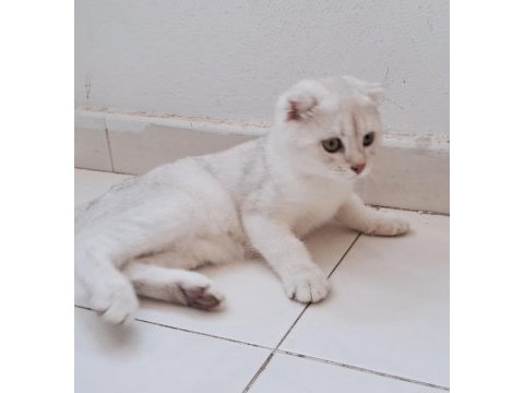 Scottish fold shaded silver kardeşler
