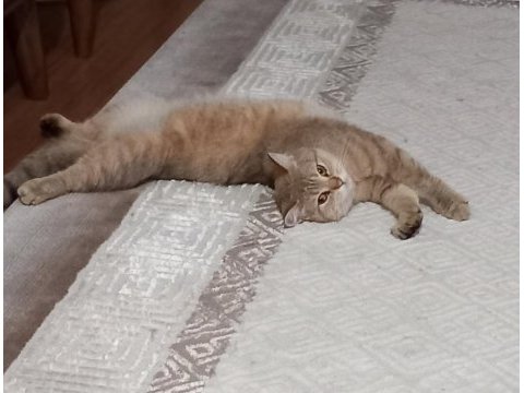 Golden british 2 buçuk yaşında dişi kedi