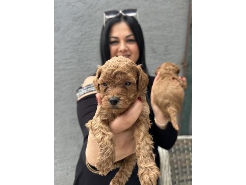 Red ufacık poodle yavrularım