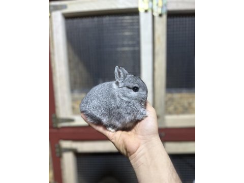 Safkan hollanda cüce tavşan