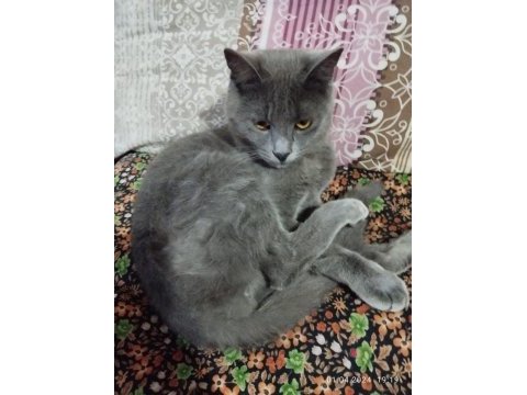 Sahiplendirilecek 3 aylık british shorthair