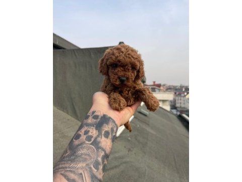 Dark red brown ve red brown poodle yavrular