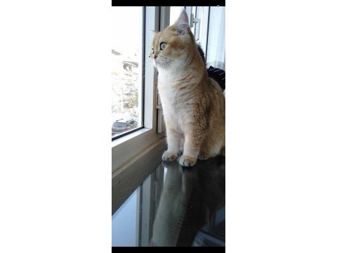 British golden shorthair ny 11 eva