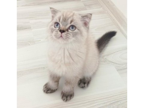 Yakışıklı oğlumuz marcel yeni yuvasını bekliyor