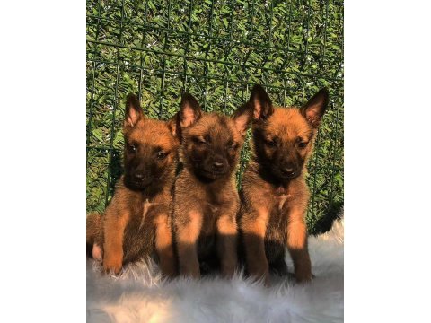 Orjinal belçika malinois yavrular