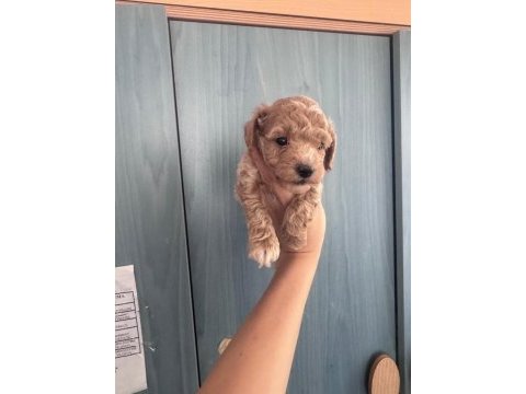 F1 maltipoo yavrularım yeni evini bekliyor