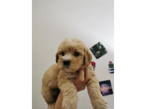 Orijinal maltipoo yavrular randevu alarak bakabilirsiniz