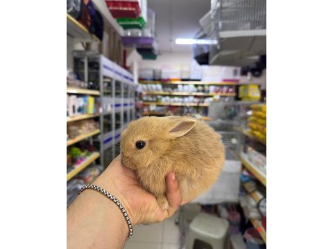 Cüce netherland dwarf yavru tavşanlar