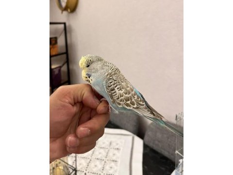 Yavru ele alışlın şhow jumbo erkek muhabbet kuşu