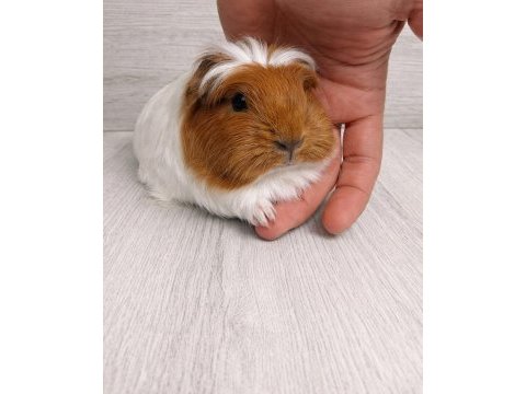 Ücretsiz erkek guinea pig