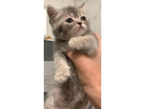 Anne altından british shorthair yavrumuz