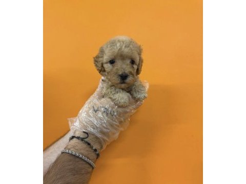 Maltipoo ırk sağlık garantili yavrularımız