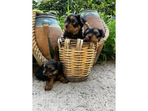Teacup yorki bebekler dişi erkek mevcut kapıda ödeme
