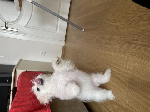 Maltese 4 aylık