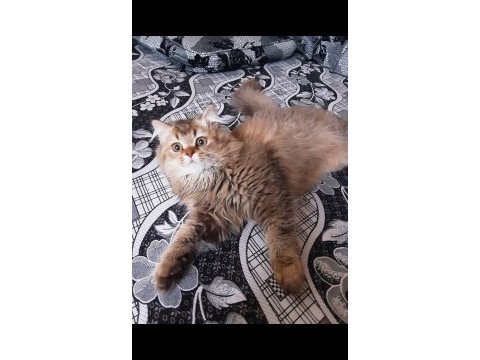 Mama karşılığı kedimizi sahiplendiriyoruz